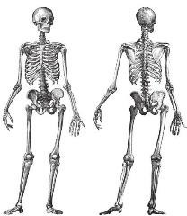 25,700+ Human Skeleton Drawing Stock Photos, Pictures & Royalty-Free Images  - iStock | Skeleton illustration, Human body, Anatomy