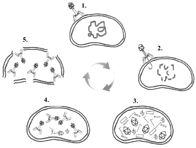 A diagram of a cell

AI-generated content may be incorrect.