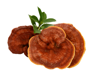 Linh chi tự nhi&ecirc;n: Dược liệu qu&yacute; hỗ trợ tăng cường hệ miễn dịch