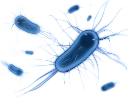 A close-up of a blue bacteria
Description automatically generated